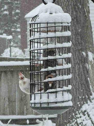 A Rare Winter Visitor: Leucistic Northern Cardinal Spotted in Snyder