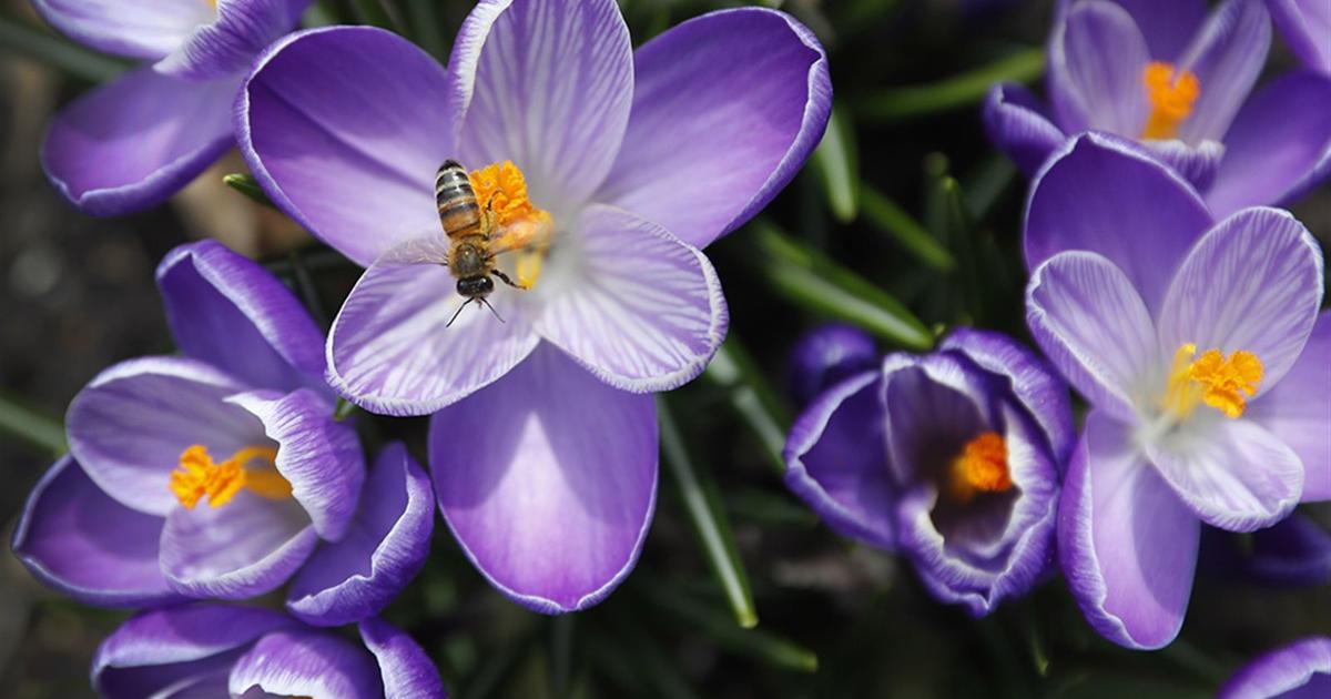 Don Paul: Wärme feiert ein Comeback, verlässt aber vor Ostern | Lokalnachrichten Don Paul: Wärme feiert ein Comeback, verlässt aber vor Ostern | Lokalnachrichten
