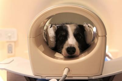Dog brain scan