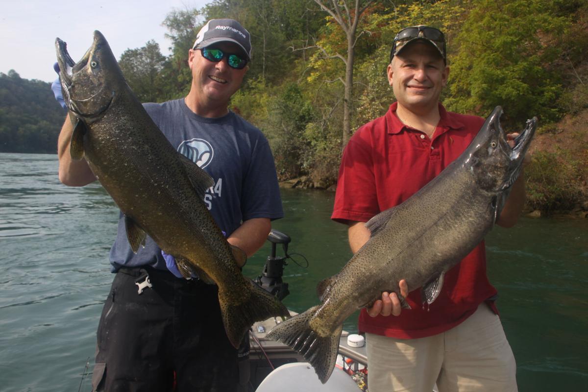 What is happening with this year’s salmon run in the Niagara River