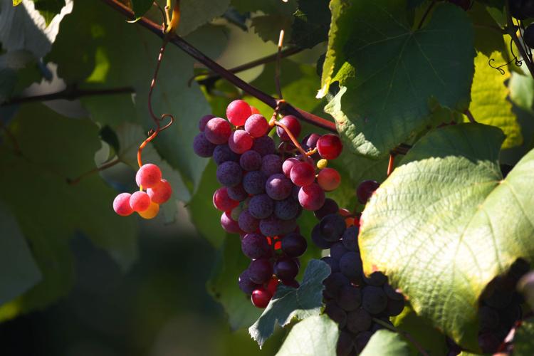 Chautauqua, biggest harvests region, Concord world\'s grape its bounty