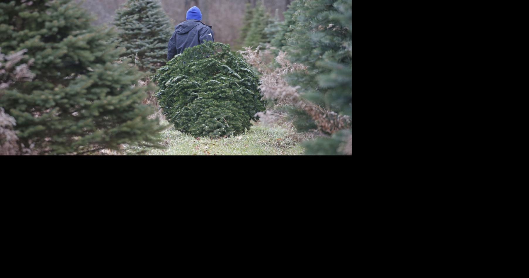 Gusto #39 s guide to where you can cut down your own holiday tree