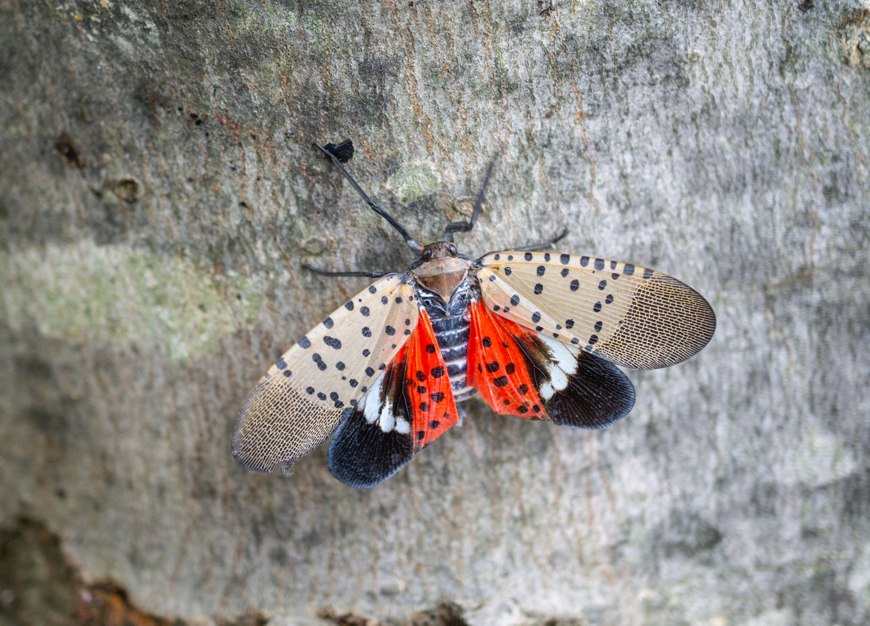 Spotted lanternfly (and the 'nasty mess 