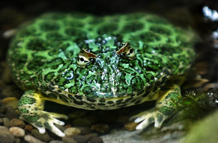 Incredi Frog – Bama Frogs