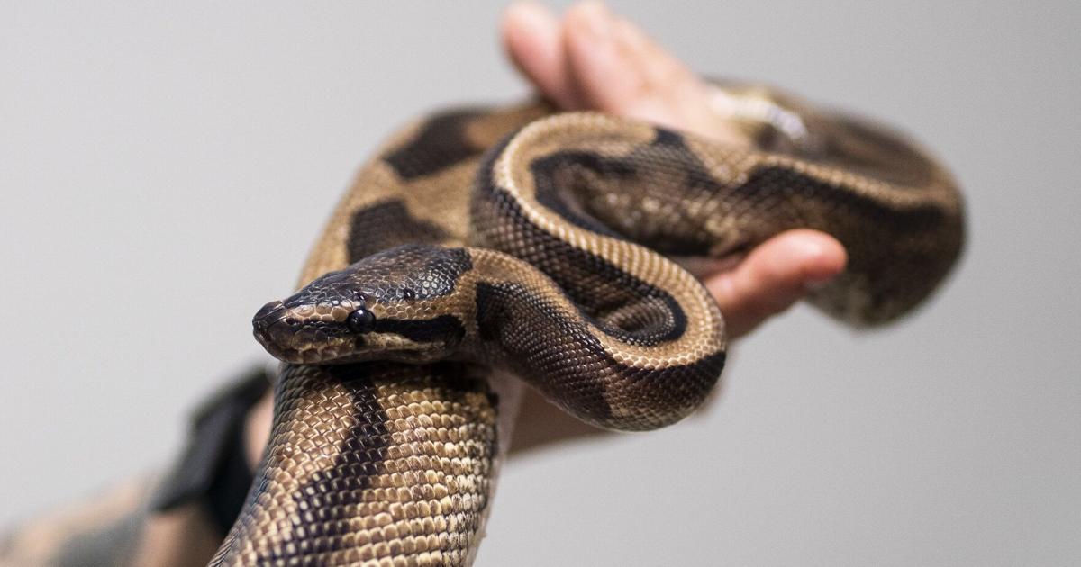 Raising Ball Pythons