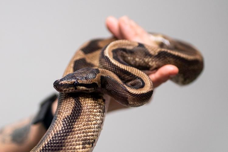 IR guns causing me to question temps - Ball Pythons - MorphMarket Reptile  Community