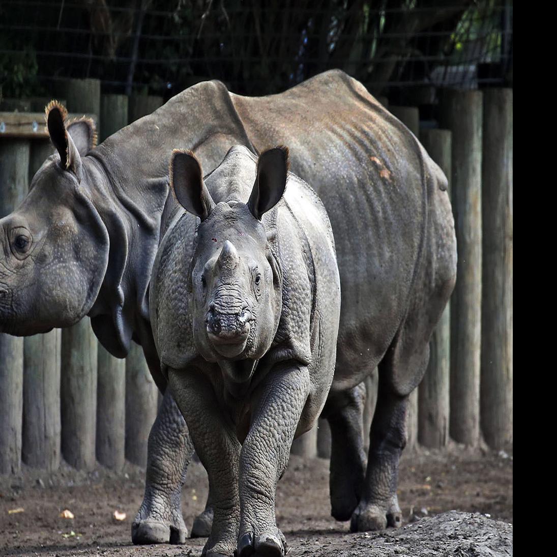Buffalo Zoo S Miracle Baby Rhino Monica Moving To San Diego Local News Buffalonews Com