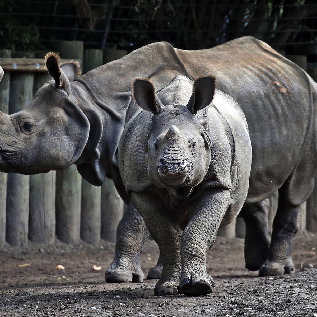 Buffalo Zoo S Miracle Baby Rhino Monica Moving To San Diego Local News Buffalonews Com