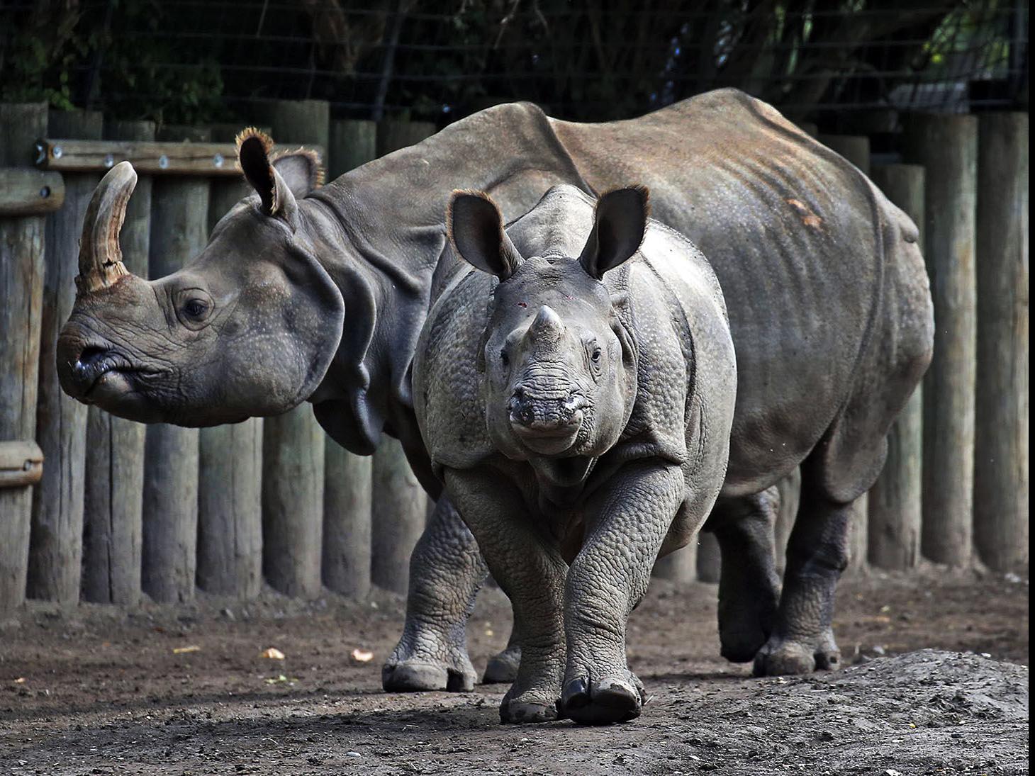 Buffalo Zoo S Miracle Baby Rhino Monica Moving To San Diego Local News Buffalonews Com