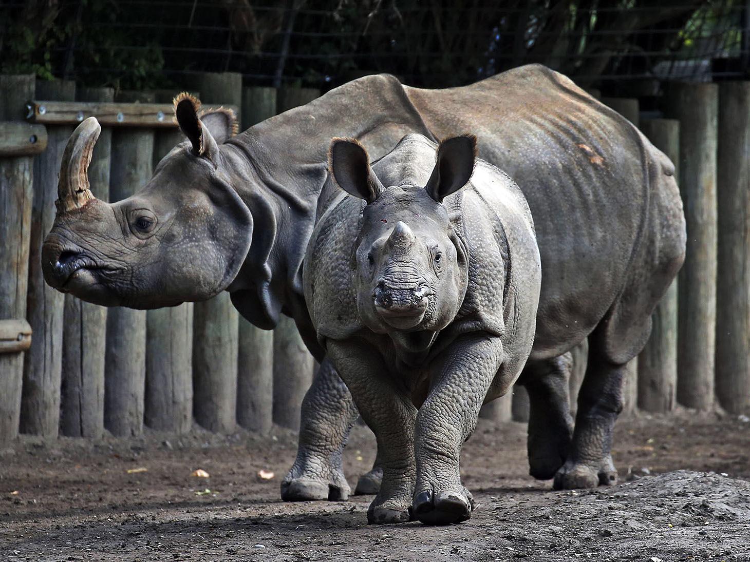 Buffalo Zoo S Miracle Baby Rhino Monica Moving To San Diego Local News Buffalonews Com