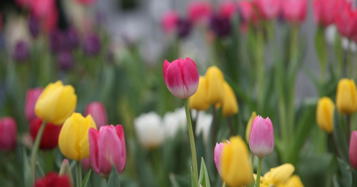Home and garden events to inspire, inform and get you out of the house Home and garden events to inspire, inform and get you out of the house