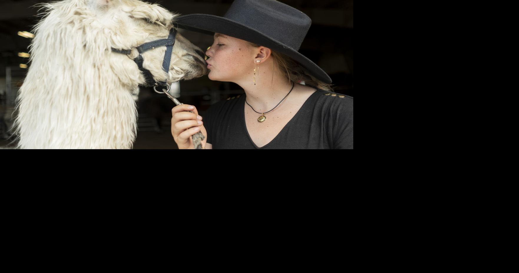 Photos: No drama with these llamas at the Erie County Fair