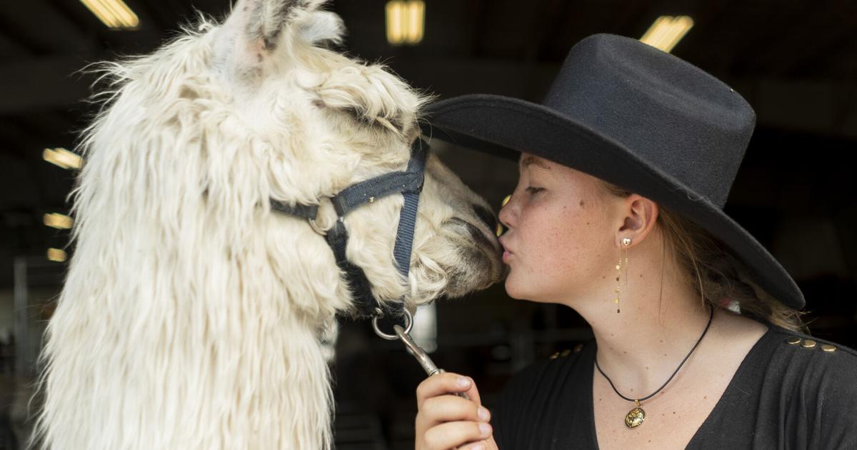 Photos: No drama with these llamas at the Erie County Fair