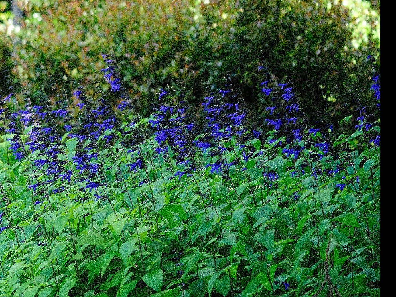 Black And Blue Salvias Thrilling In Color And Hummingbirds Home Garden Buffalonews Com