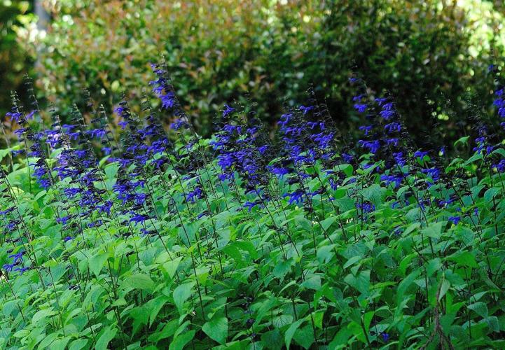 Black & Blue - Salvia guaranitica