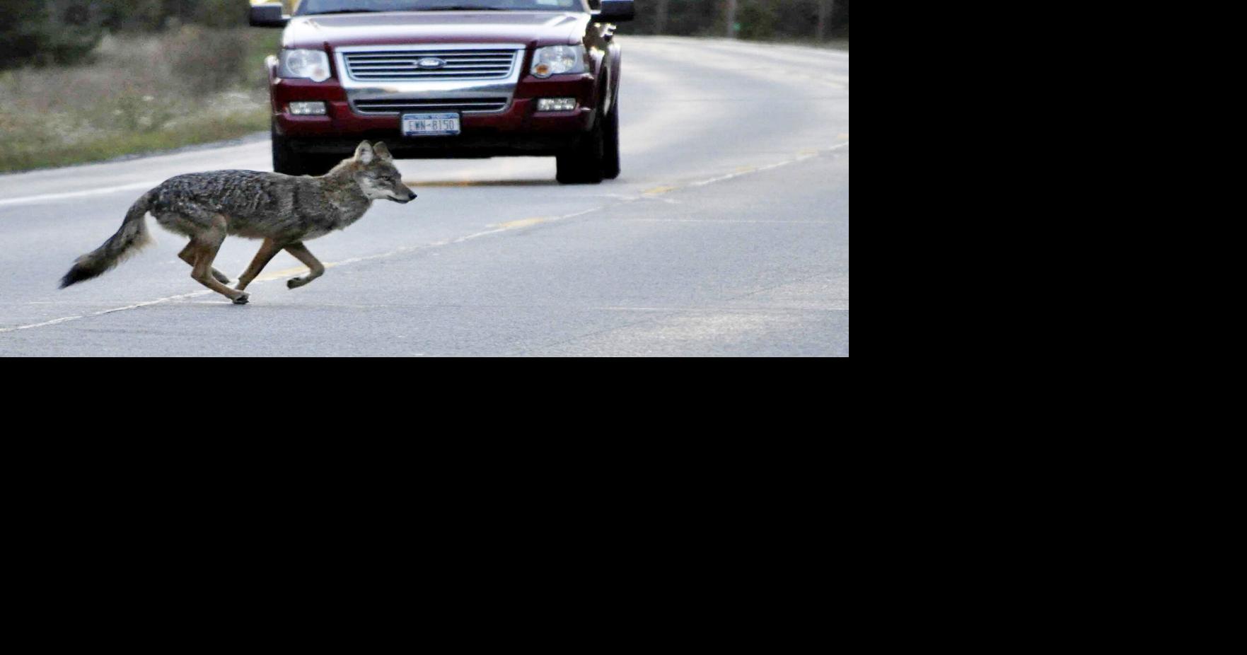 Hunting contest ban will hurt balance of predators