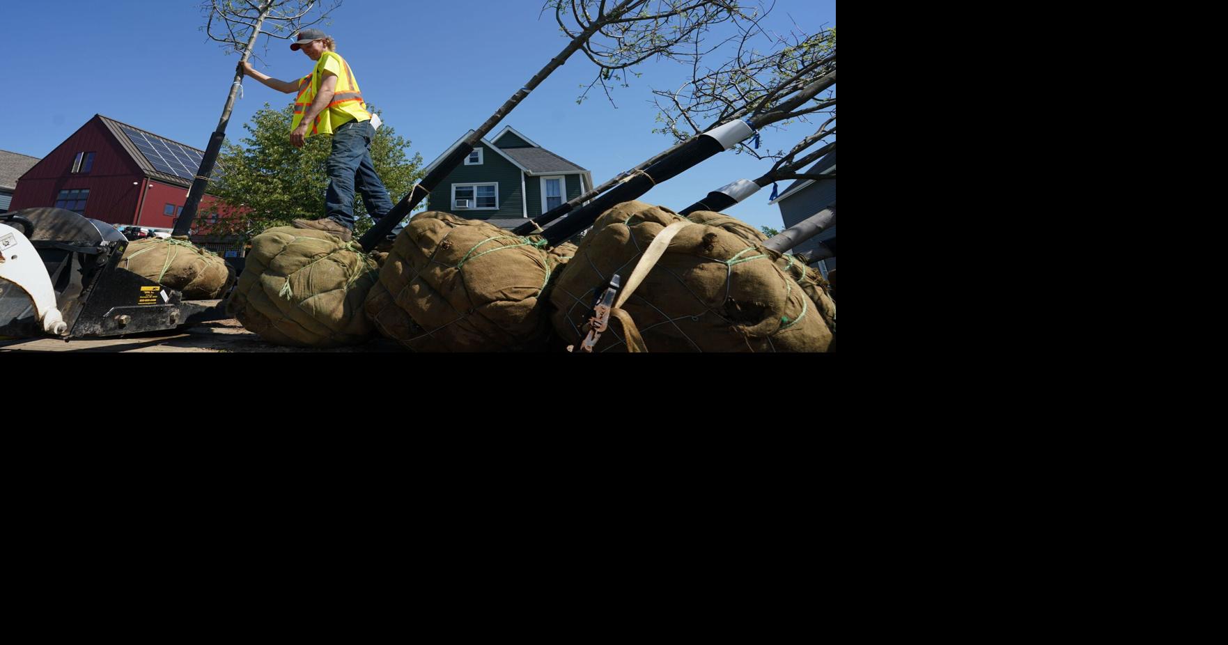 Planting trees: See where Buffalo chose to root 274 trees to help with canopy cover