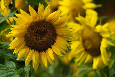 Sunflowers, playgrounds, book banning and digital divide - Vimarsana News