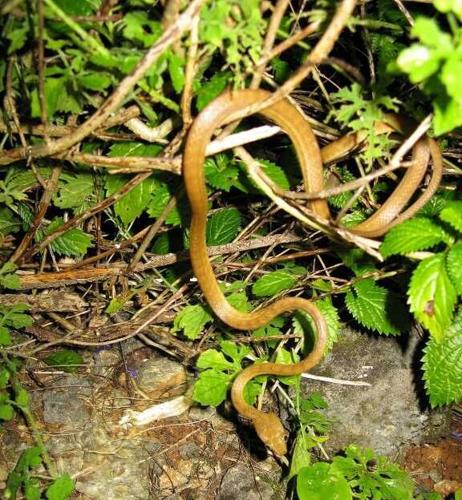 How did inbred brown tree snakes take over Guam? Study suggests hidden genetic diversity