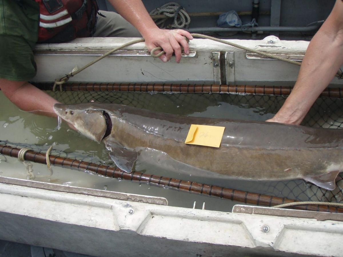 Scientists Turn To High Tech Tracking To Learn More About Lake Erie Sturgeon Local News Buffalonews Com