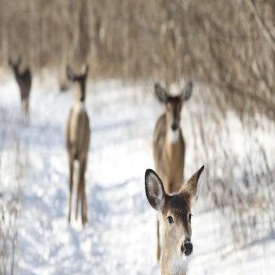 Scattershots: Venison care tips for early hunting