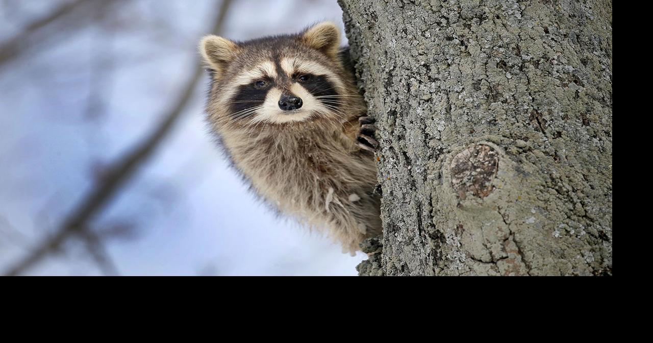 Niagara County confirms two cases of rabies in raccoons