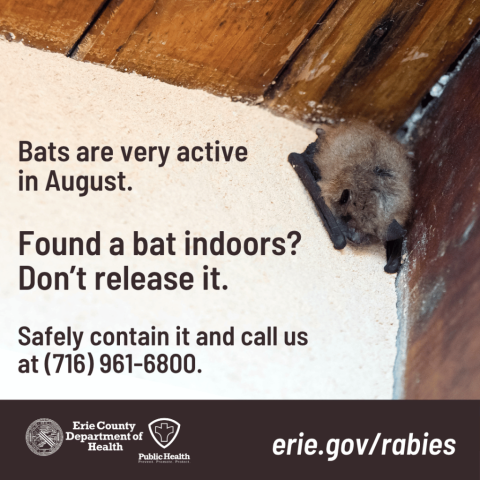 Bats in your bedroom? Seasonal increase in bat encounters sparks reminders about rabies prevention