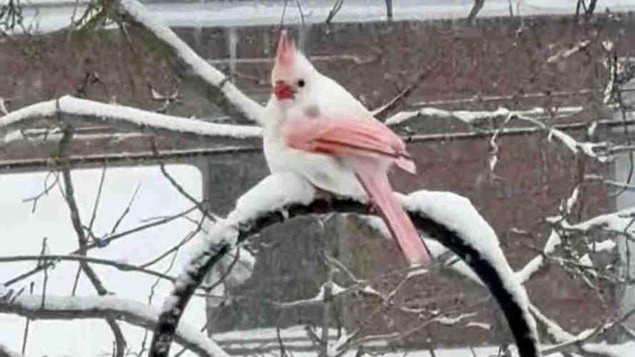 A Rare Winter Visitor: Leucistic Northern Cardinal Spotted in Snyder