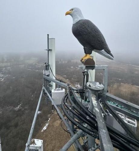 Verizon eagle