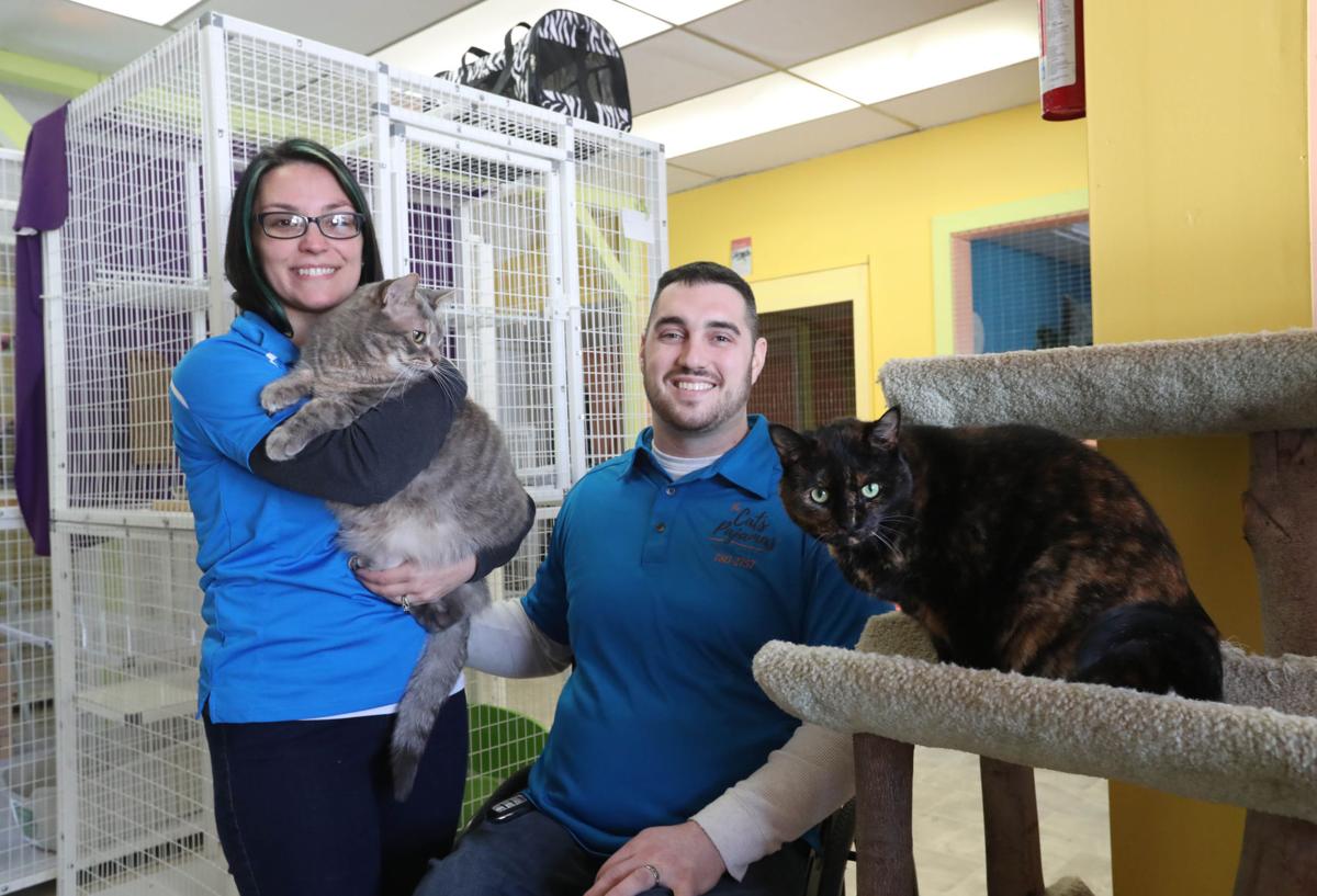 Feline Hotel Caters To Cat Owners Looking For A Little Luxury For