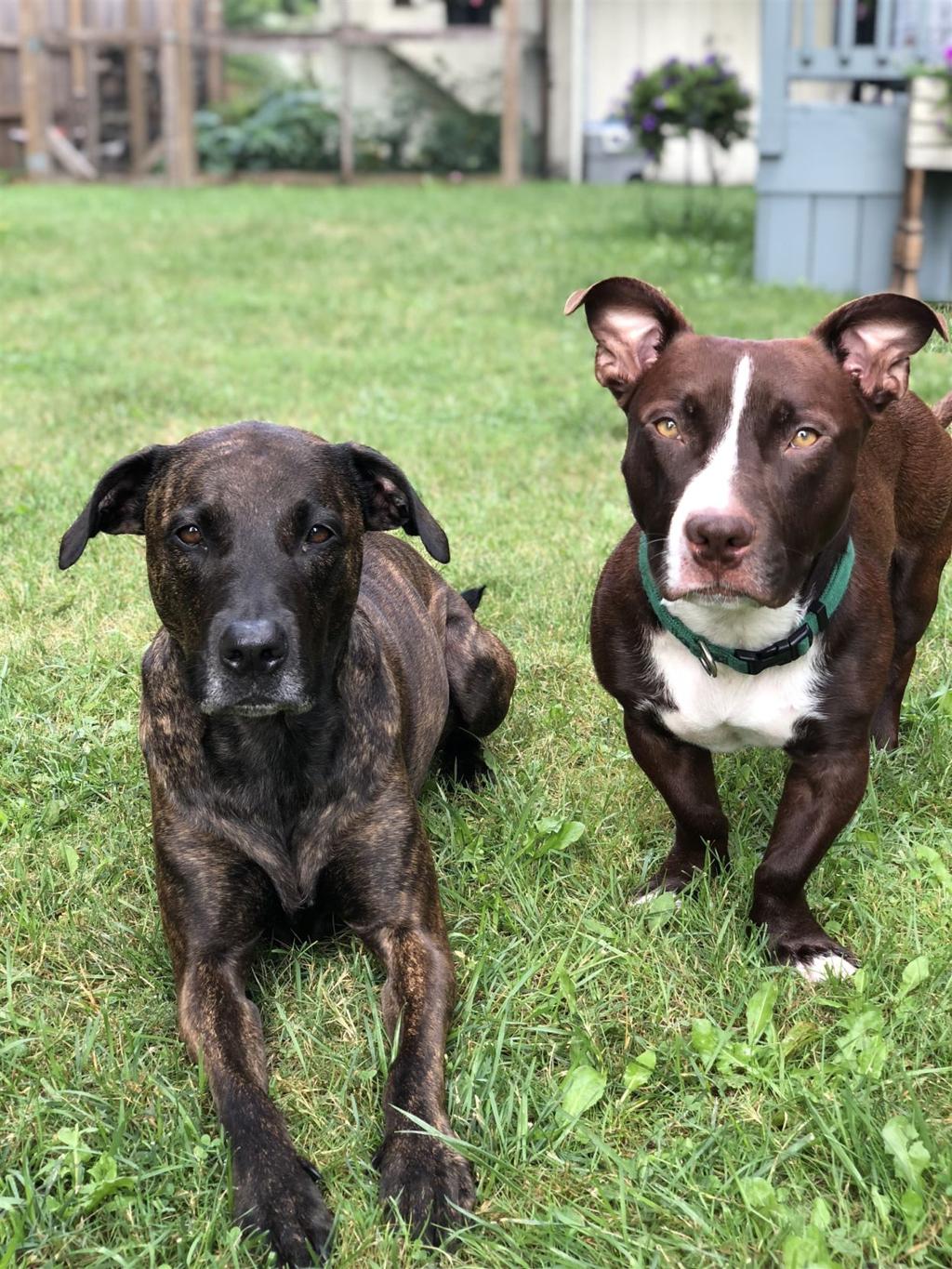 our favorite national mutt day photos
