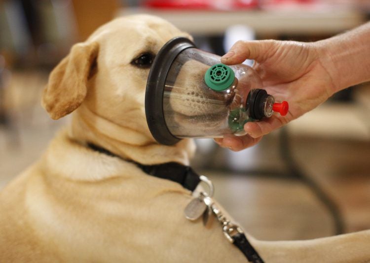 Arcade Fire Department gets special oxygen masks to save pets Local