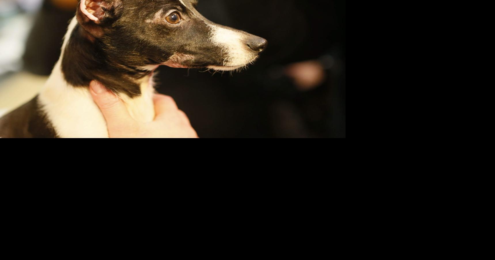 Man accused of setting puppy on fire gets two years in prison