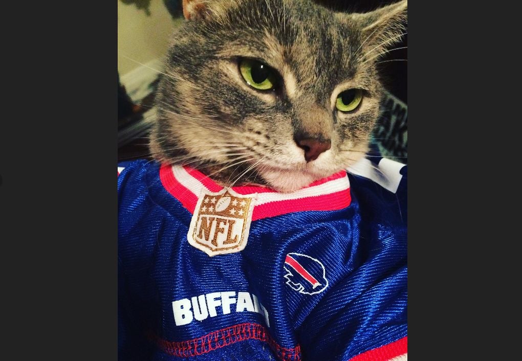 buffalo bills cat jersey