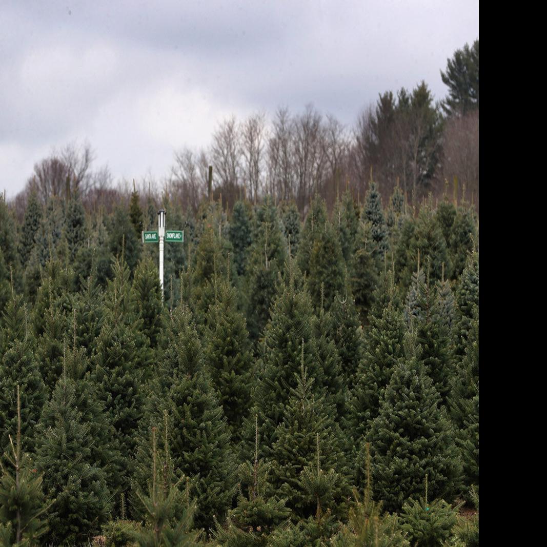 Buffalo Creek Christmas Tree Cutting 2021