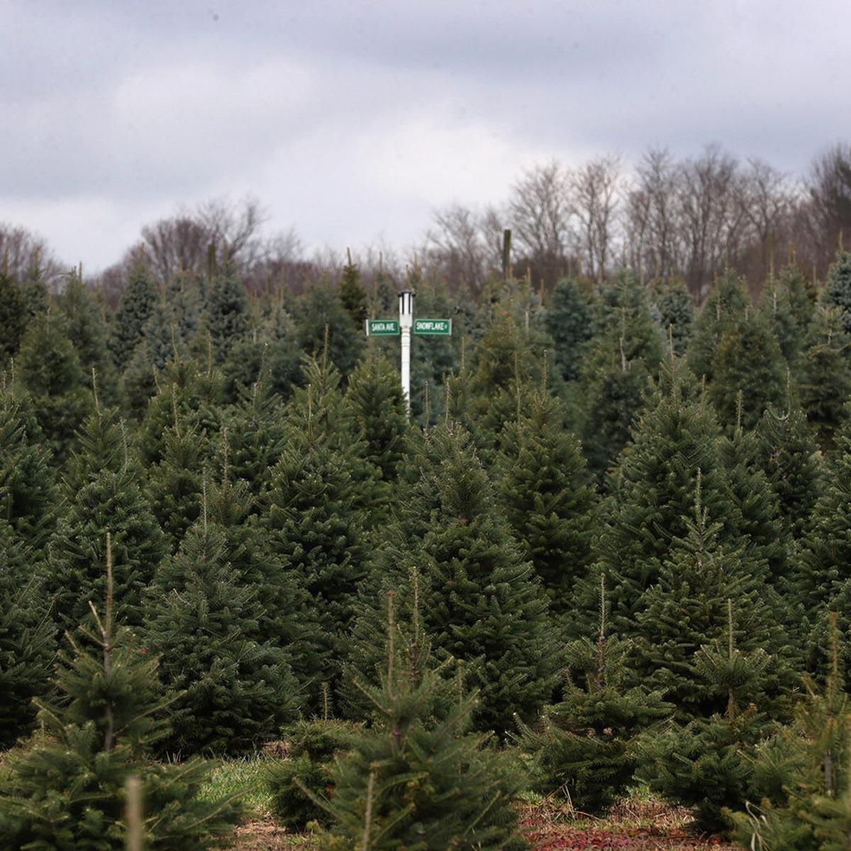 Visit These Christmas Tree Farms To Cut Your Own Or Pick Your Perfect Tree Entertainment Buffalonews Com Buffalo Creek Christmas Tree Cutting 2021