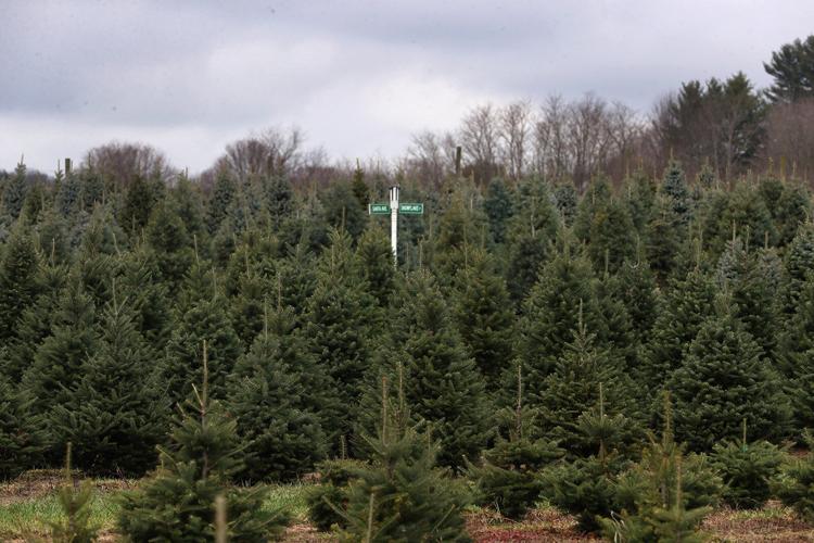 Tree Stands - Hollow Creek Tree Farm