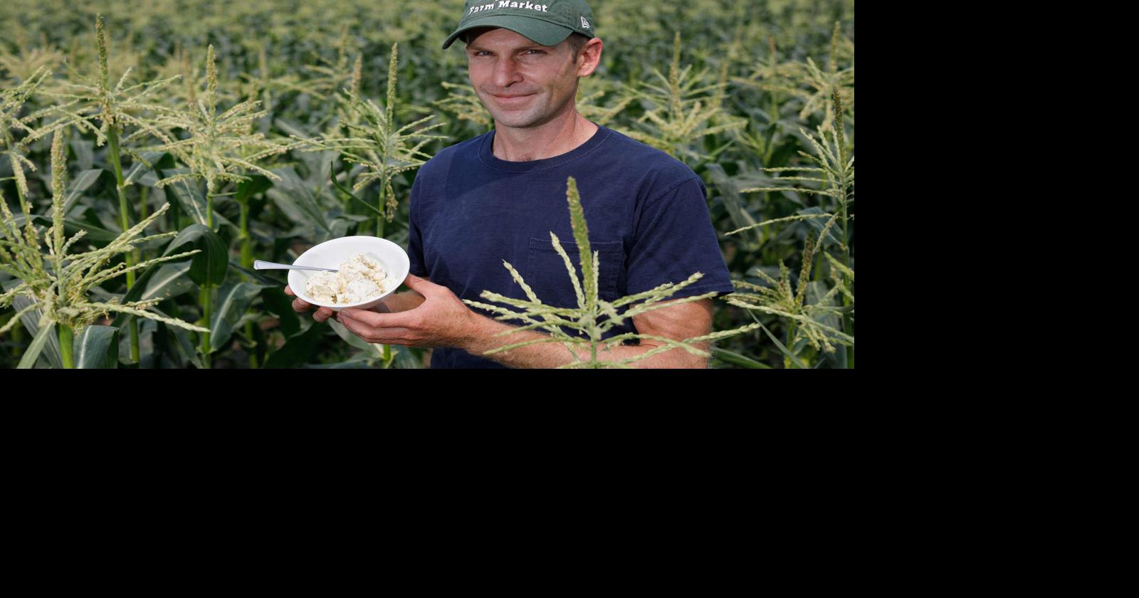 Sweet corn ice cream on tap for Eden Corn Festival