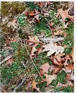 Finding common ground - in nature