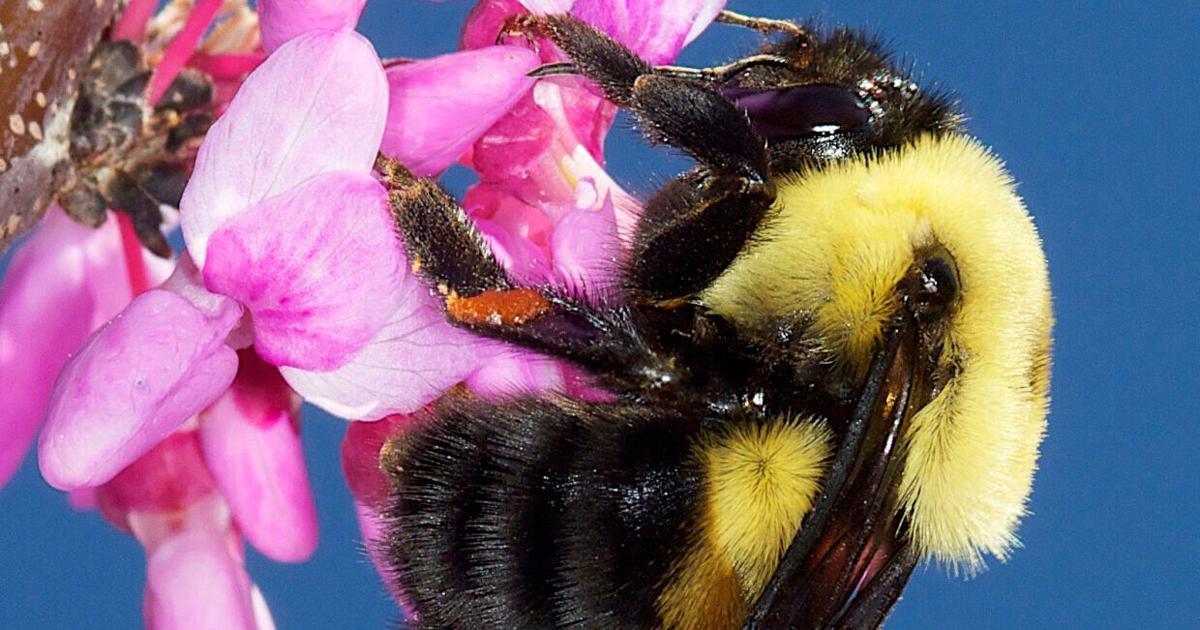 Another Voice: Insects are essential to the everyday fabric of life,