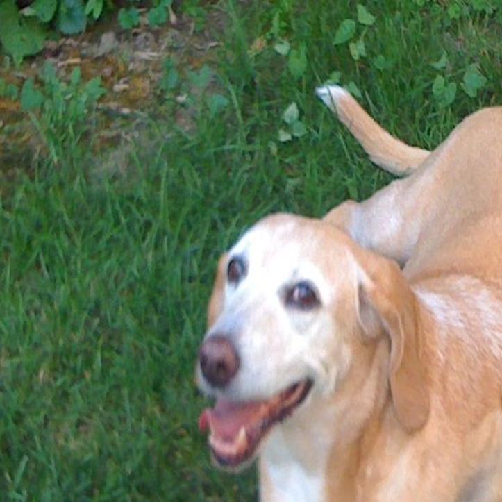 Bark Bash Is A Day Of Fun For Dogs Humans Entertainment Buffalonews Com