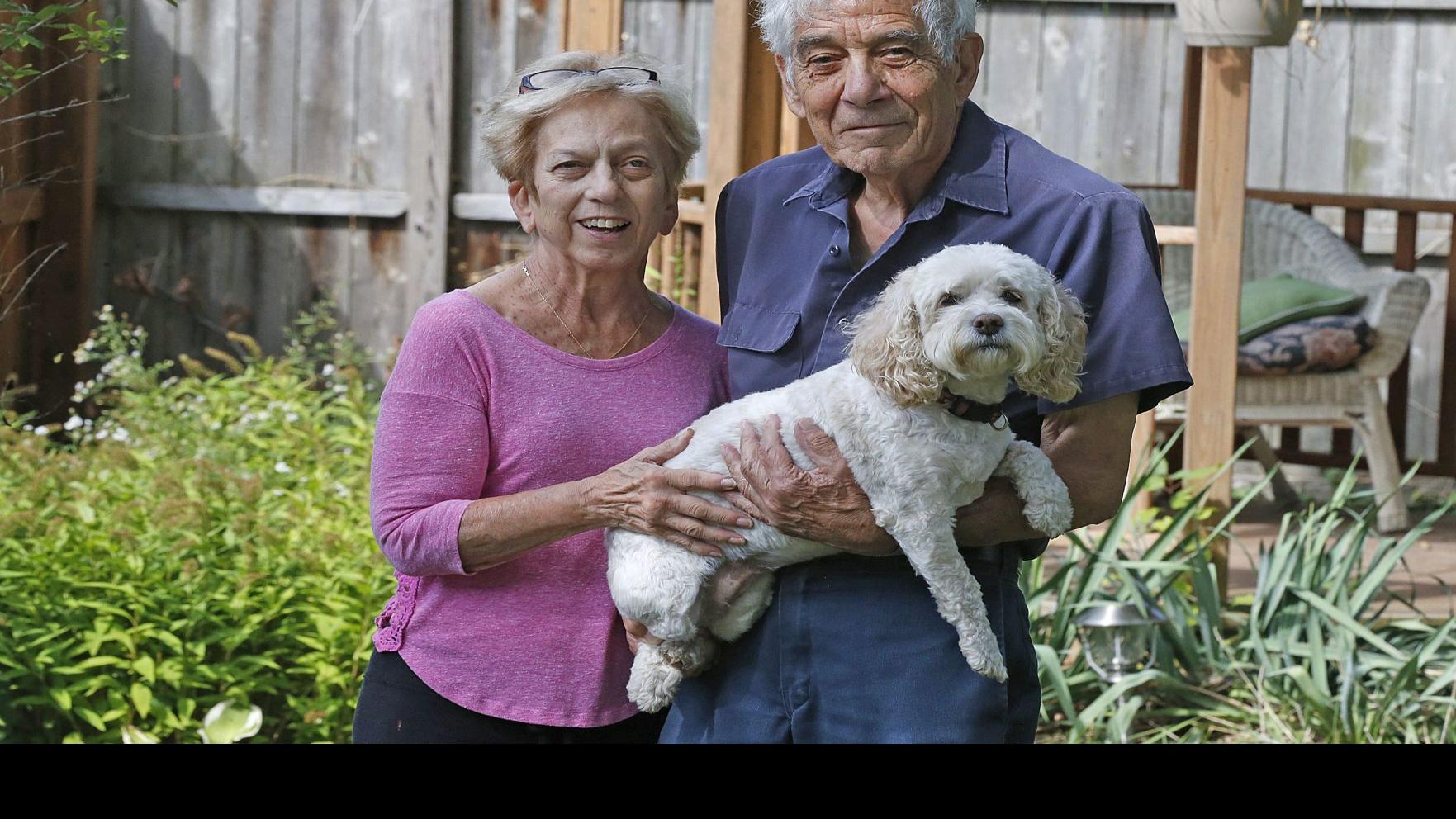 spate of pit bull attacks puts the