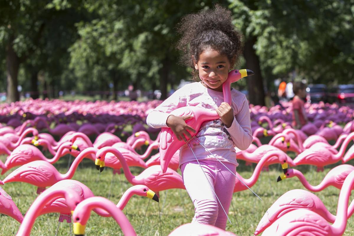 Flock Of Plastic Flamingos In Buffalo Parks Sets World Record
