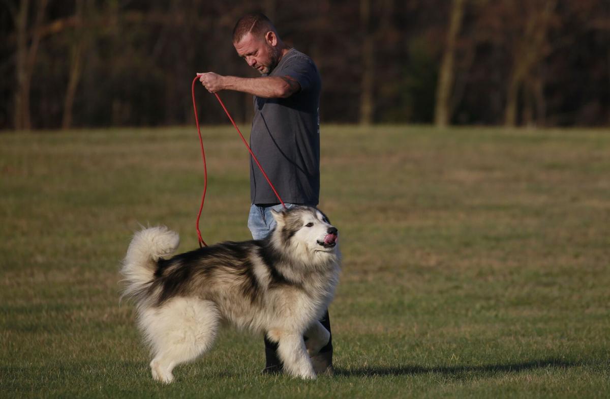 are alaskan malamutes dangerous