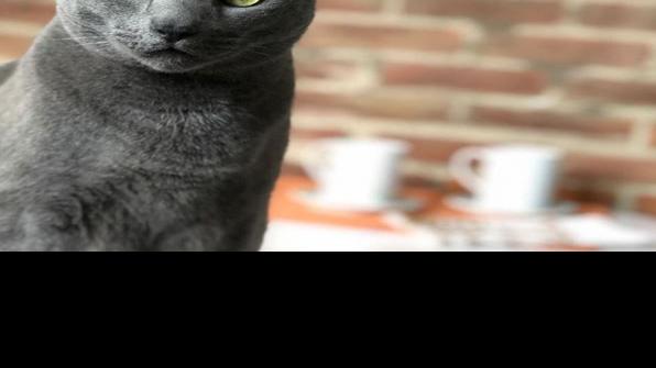 Restaurant Notes Cat Cafes Sinatra S Black Sheep La Hacienda Dining Buffalonews Com