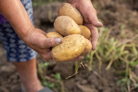 Potatoes may have shaped genetic makeup of Indigenous Andeans