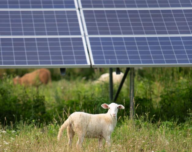 Sheep solar panels