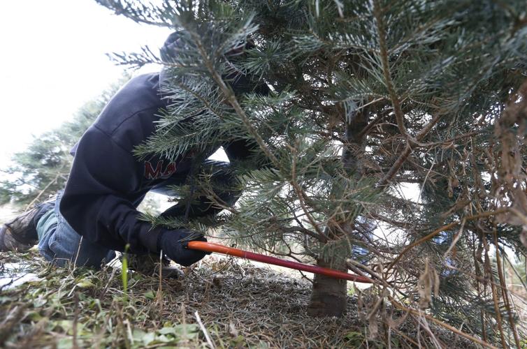 Gusto's guide to where you can cut down your own holiday tree