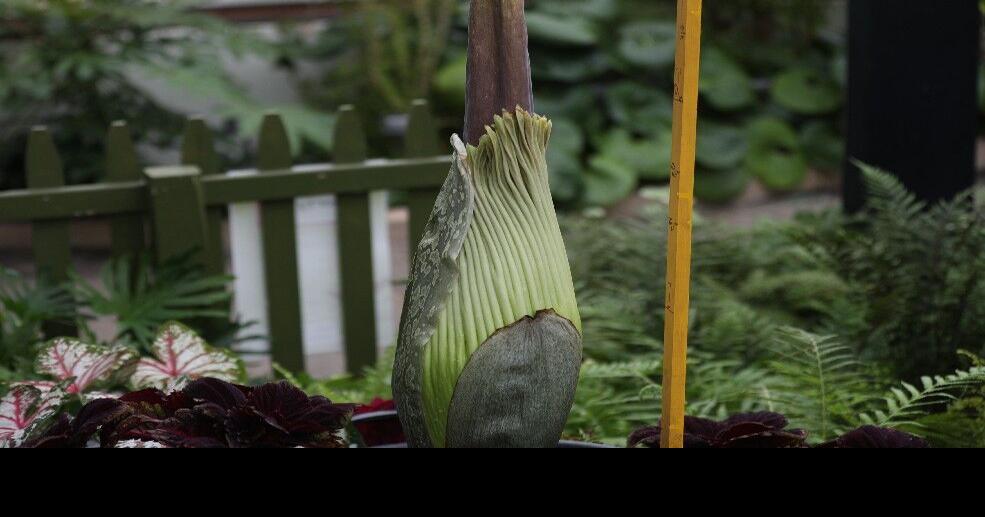 Foulsmelling flower set for rare bloom at Botanical Gardens