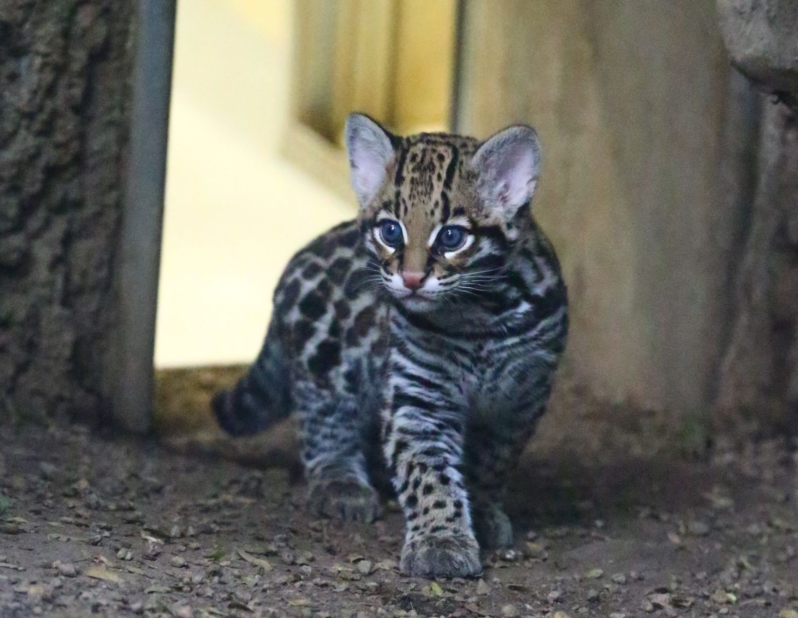 baby ocelot for sale